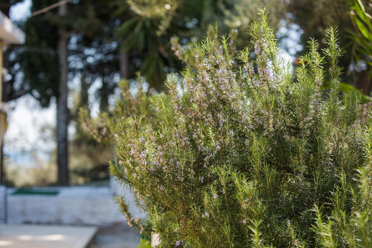 Olive Grove Poolside Apartments Benitses  Exterior foto
